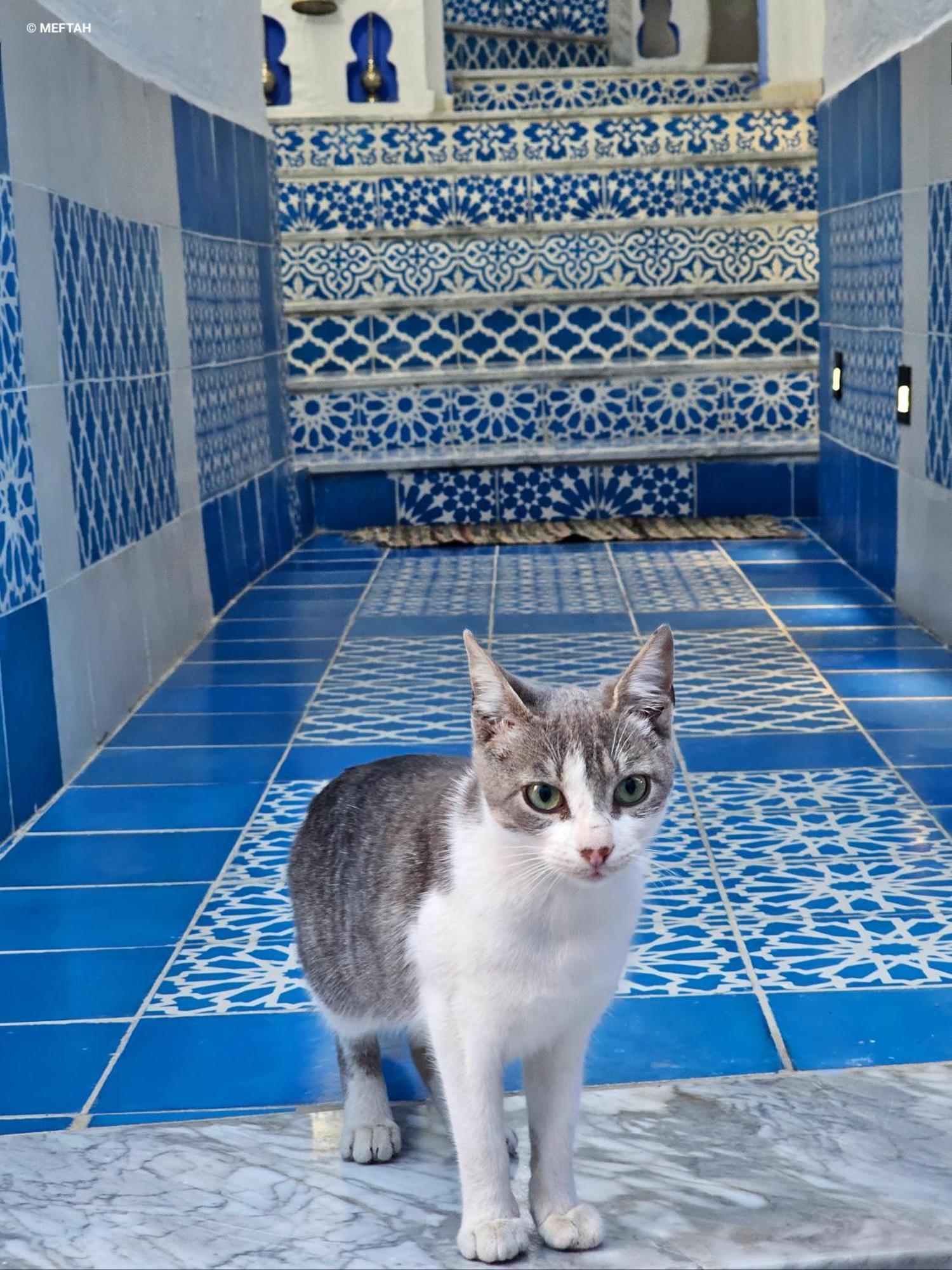 דירות צ'פצ'אוונה Casa Meftah Blue מראה חיצוני תמונה
